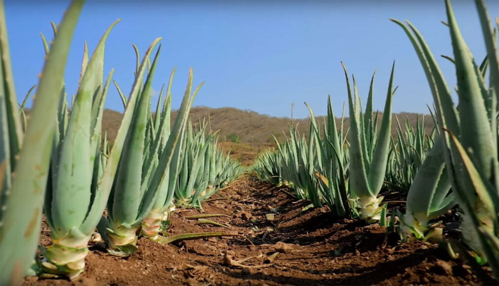 Aloe Vera - Die Wunderpflanze für Gesundheit und Schönheit bei Forever Living Produkten