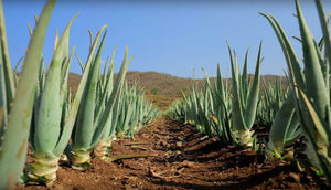 Aloe Vera - Die Wunderpflanze für Gesundheit und Schönheit bei Forever Living Produkten