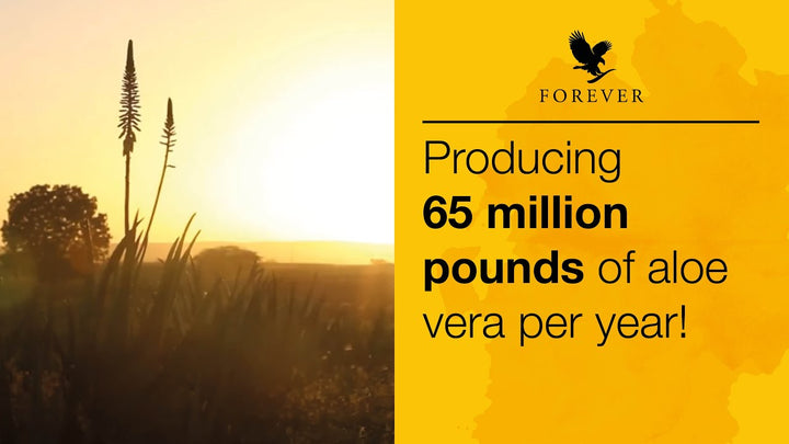 Forever Living Products - Natürliche Schätze für Gesundheit und Schönheit